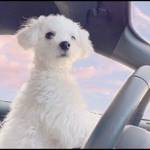 Meet your Posher, Yuzu